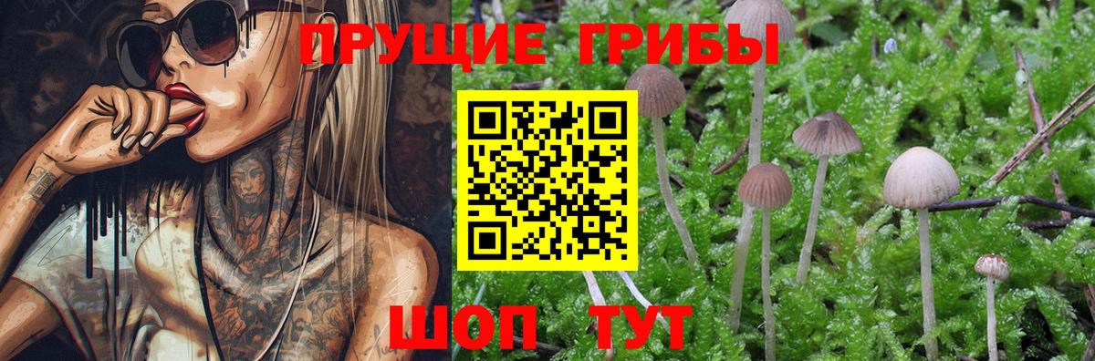 Галлюциногенные грибы прущие грибы  Горно-Алтайск  Псилоцибиновые грибы мицелий 