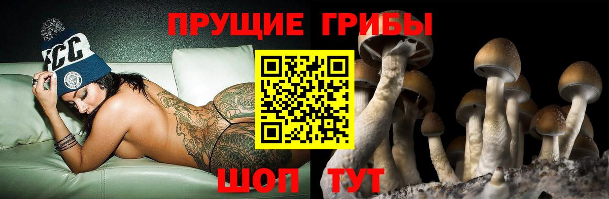 Горно-Алтайск  магазин    Вход с VPN  Псилоцибиновые грибы GOLDEN TEACHER 